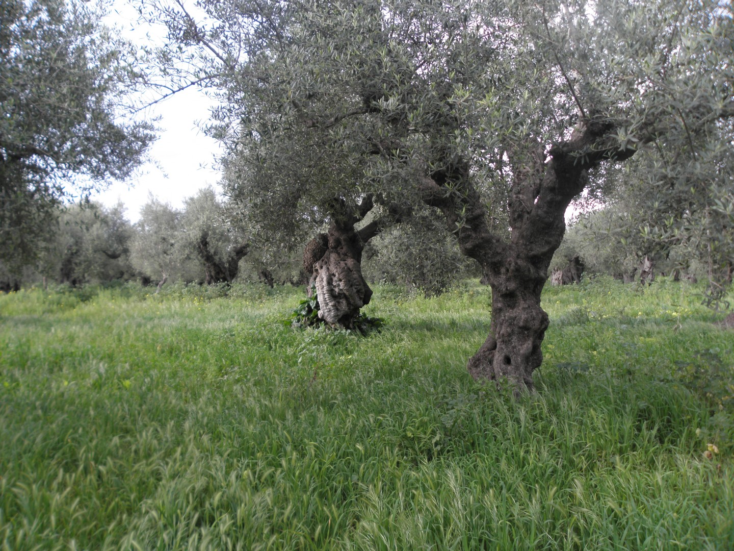 Olive Harvesting,Ancient Olive trees Olive Harvesting