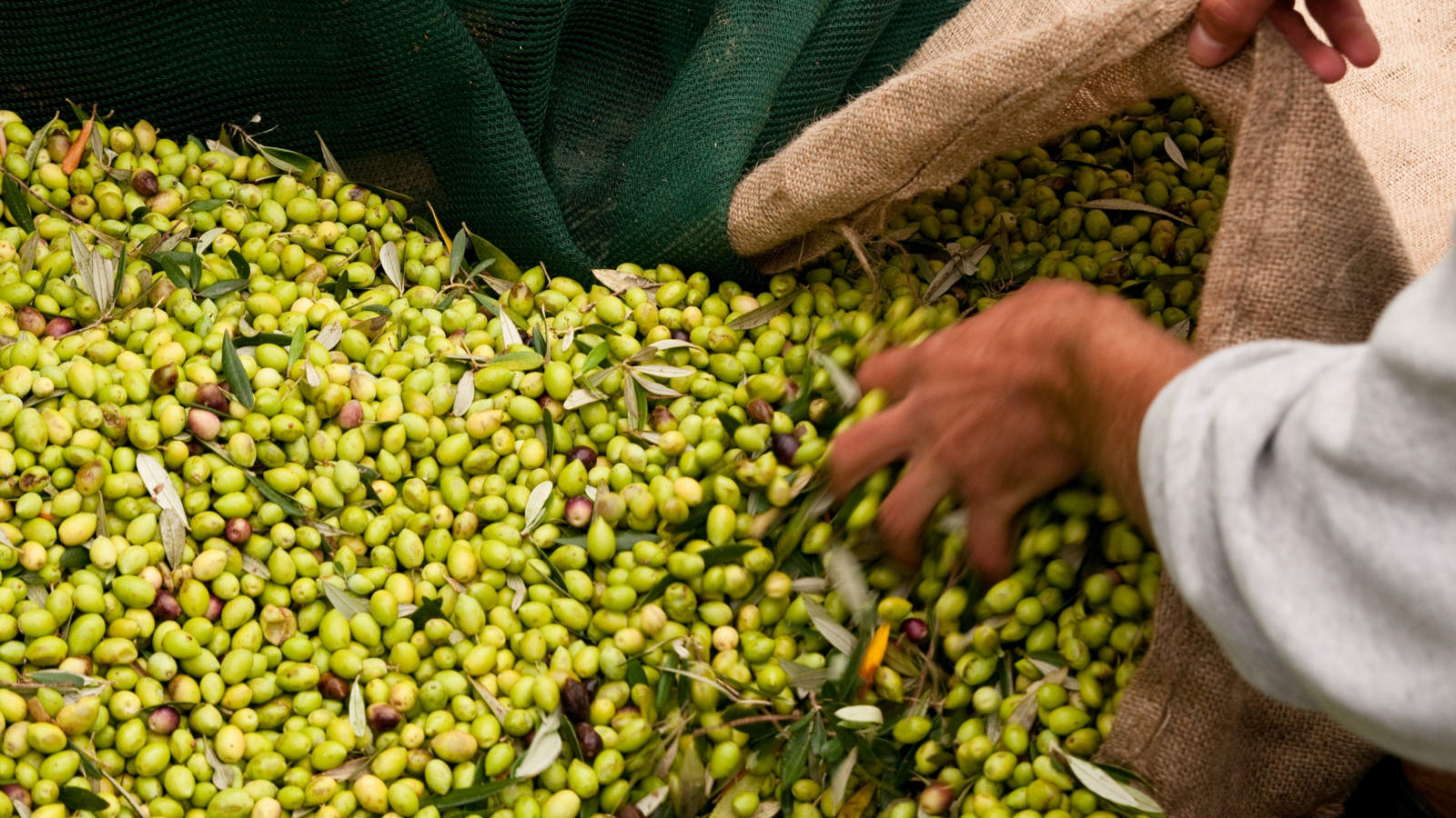 The-Irida-Resort-Suites-Messinian-Authenticity-Program-Olive-Harvesting