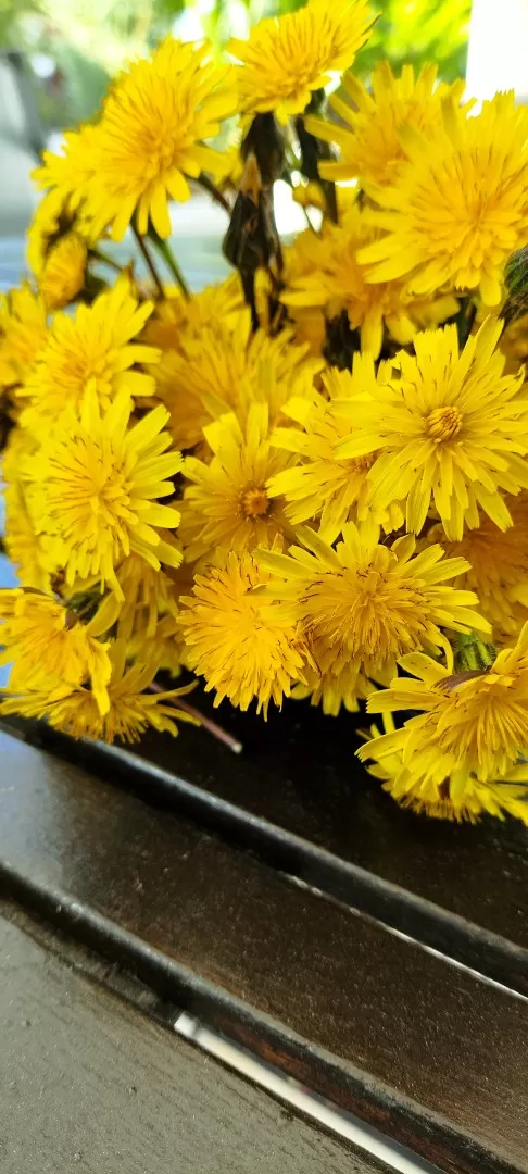 Taraxaco flowers